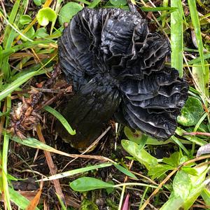 Blackening Wax-cap