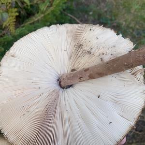 Parasol Mushroom