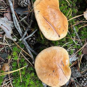 Jersey Cow Bolete