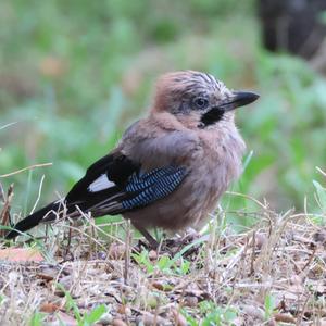 Eurasian Jay