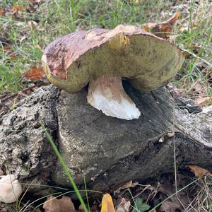 King Bolete