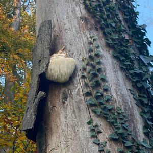 Bearded Tooth