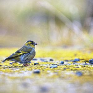 Eurasian Siskin