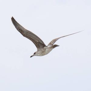 Yellow-legged Gull