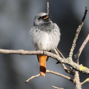 Black Redstart