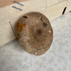 Oak Milk Cap