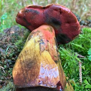 Dotted-stem Bolete