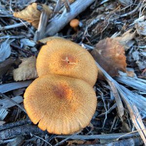 Bay Bolete