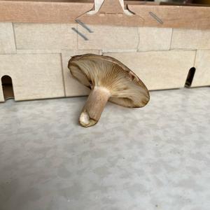 Oak Milk Cap