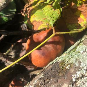 Shiitake Mushroom