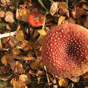 Fly Agaric