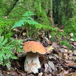 King Bolete