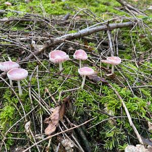 Pink Mycena