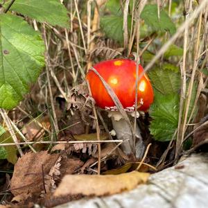 Fly Agaric