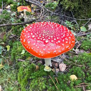 Fly Agaric