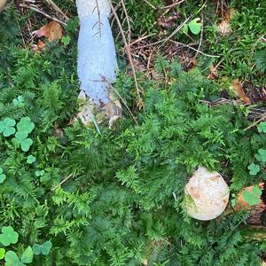 Stinkhorn, Common