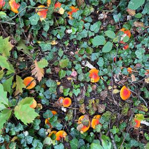 Fly Agaric