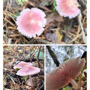 Pink Mycena