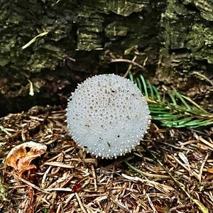 Gem-studded Puffball