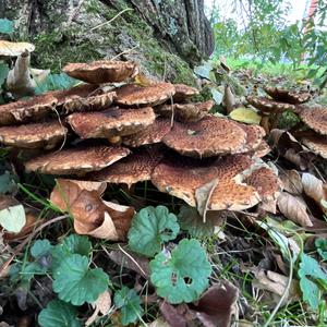 Scaly Pholiota