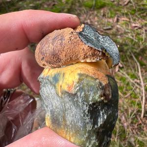 Dotted-stem Bolete