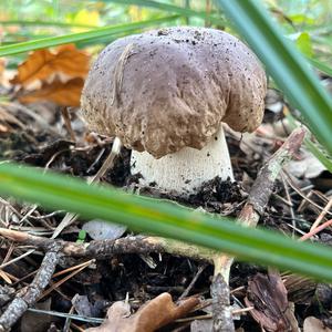 King Bolete