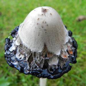 Shaggy Mane