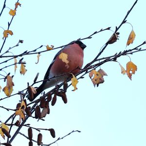 Eurasian Bullfinch