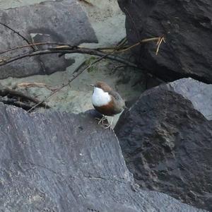 White-throated Dipper