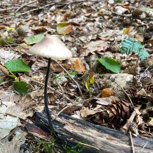 Garlic Marasmius