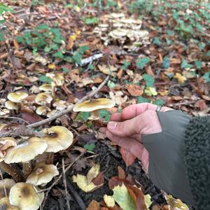 Honey Fungus