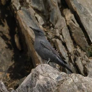 Blue Rock-thrush