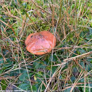 King Bolete