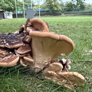 Black-staining Polypore