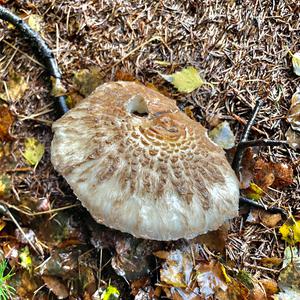 Parasol Mushroom