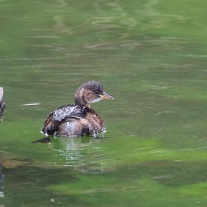 Little Grebe