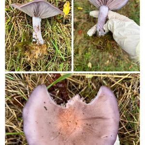 Wood Blewit