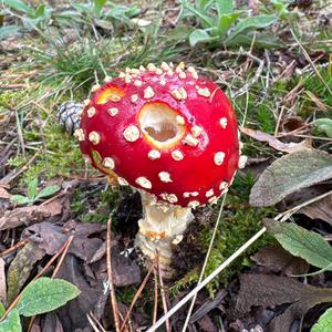 Fly Agaric