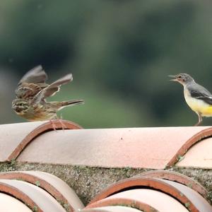 Cirl Bunting