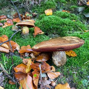 Dotted-stem Bolete