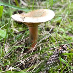 False Saffron Milk Cap