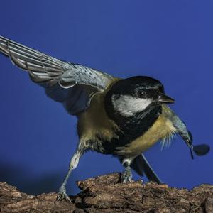 Great Tit