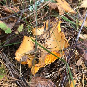 Chanterelle, Common