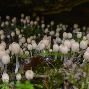 Non-inky Coprinus