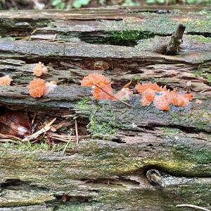 Clustered Coral