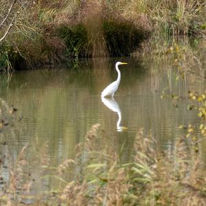 Great Egret