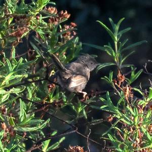 Marmora's Warbler