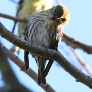 Eurasian Siskin