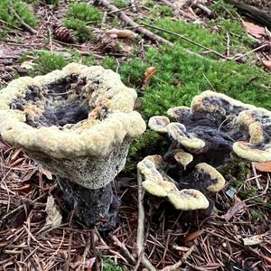 Pine Dye Polypore