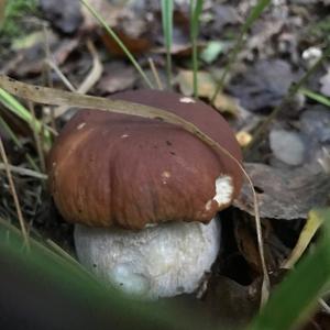 King Bolete